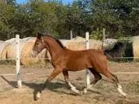 घोड़ा, Dutch warmblood horse — फ़ोटो 2