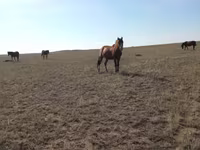 Égua, Mugalzhar horse — foto 2