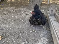 Brahma — foto 7