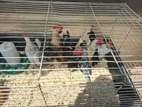 Holenderski bantam — zdjęcie 2