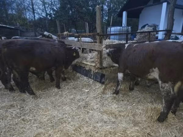 Býk, Simmental cattle