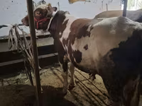 Bulle, Ukrainian Red Pied Dairy cattle — Foto 1