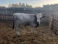 Býk, Maďarské šedé plemeno — foto 2