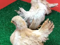 Chickens — الصورة 4
