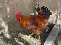 Chickens — الصورة 3