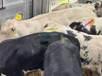 أبقار (دفعة، الجنس غير محدد), Simmental cattle — الصورة 2