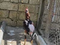 Chickens — photo 2