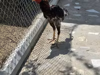 Chickens — photo 4