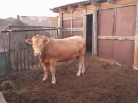 Buğa, Aulieatinskaya cinsi — foto 2