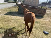 At, Chilean horse — foto 3