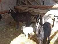 母山羊, Goats — 照片 3