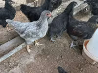 Australorp — photo 4