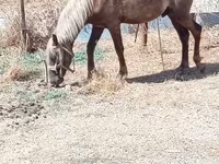Horses (batch, sex not specified), Horses — photo 3