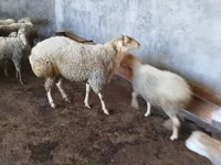 Qoç, Qoyunlar — foto 7
