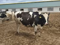 Cow, Russian Black pied cattle — photo 5