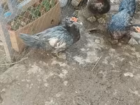 Ducks — foto 7