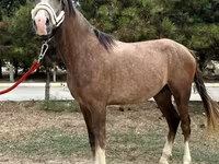 Horse (M), Arabian horse — photo 3