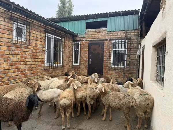 Beran, Rhon sheep