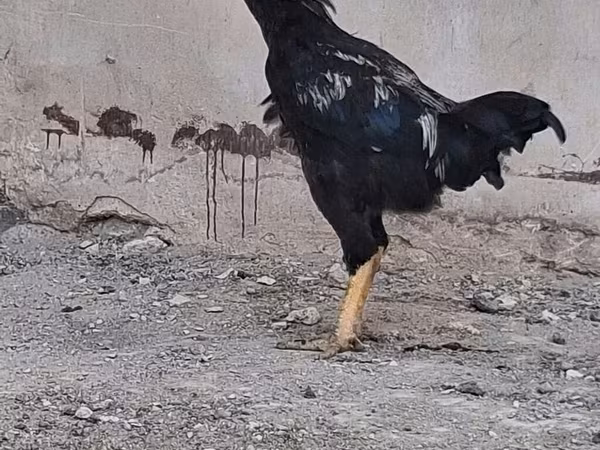 Chickens — Azerbaijan