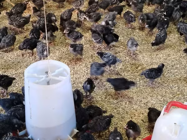 Chickens — Azerbaijan
