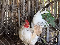 Chickens — फ़ोटो 1