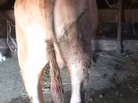 公牛, Cattle — 照片 2