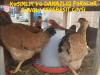 Chickens — الصورة 1