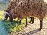 كبش, الأغنام — الصورة 6