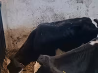 Buğa, Russian Black pied cattle — foto 8