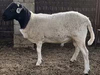 Qoç, Dorper sheep — foto 3