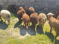 Qoç, Qoyunlar — foto 2
