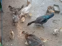 Ducks — फ़ोटो 3