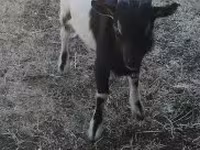 Козел, Nigerian dwarf goats — фото 1