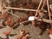 Chickens — Foto 3