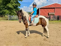At, Pinto horses — foto 4