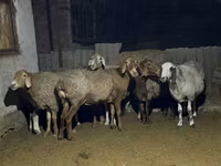Qoʻy, Arashan sheep — 3-rasm