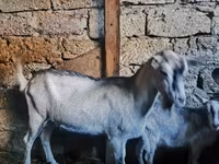 Cabro, Alpine goat — foto 5
