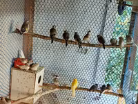 📣 HAZIR TƏSƏRRÜFAT: Premium Quş Kolleksiyası (62 ədəd quş). Bütün — 照片 2