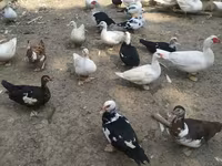 Ducks — Foto 5