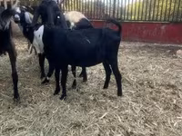 Kozel, Alpine goat — foto 2