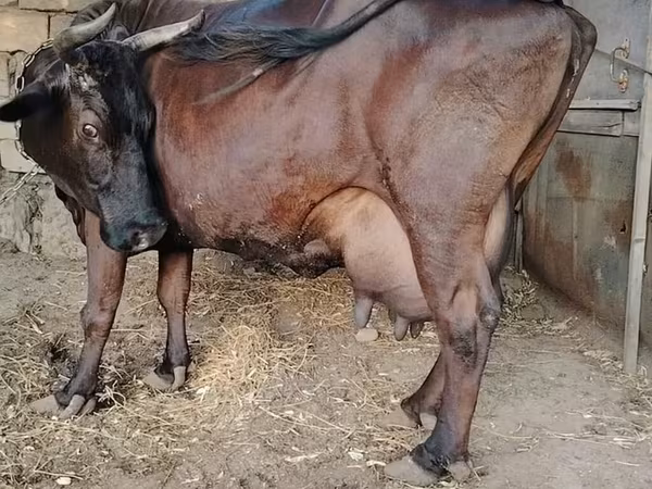 بقرة, الياك البري