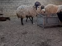 Sheep, Sheep — photo 5