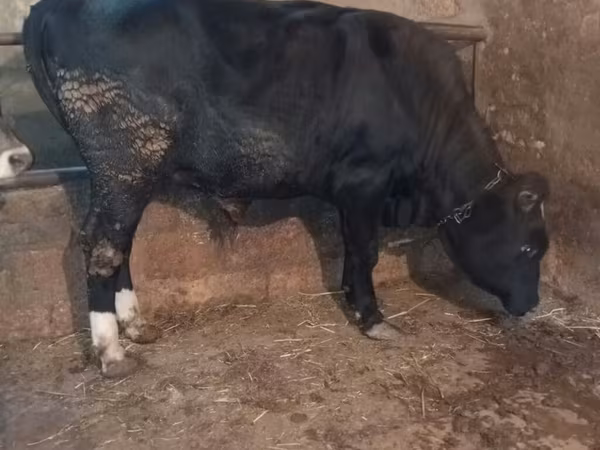 Bull, Aberdeen-Angus — Azerbaijan