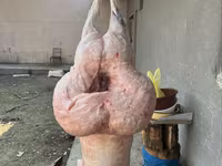 Qoç, Qoyunlar — foto 5
