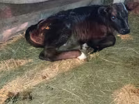 Cow, Alatau breed — photo 3