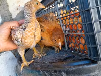Chickens — photo 2