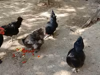 Chickens — foto 1