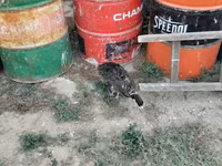 Chickens — photo 2