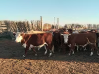 Buğa, Simmental cattle — foto 1