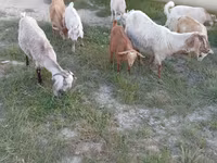 Goats (batch, sex not specified), Goats — photo 4